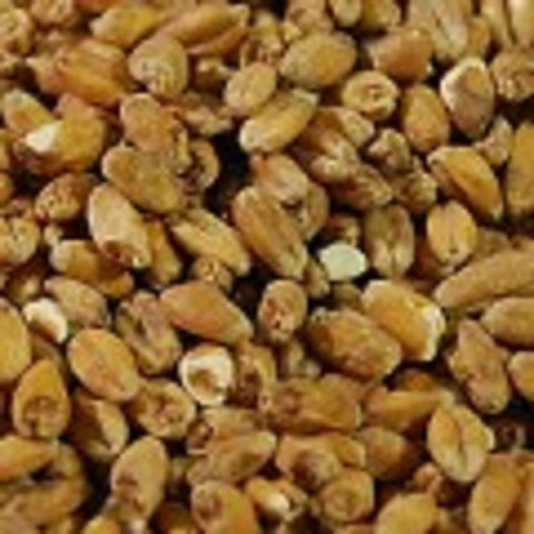 BR TORRIFIED WHEAT