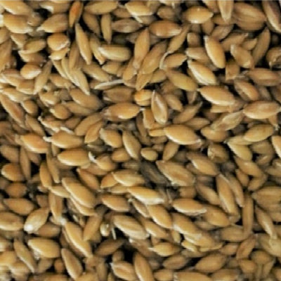 GLADFIELD BIG O - MALTED OATS