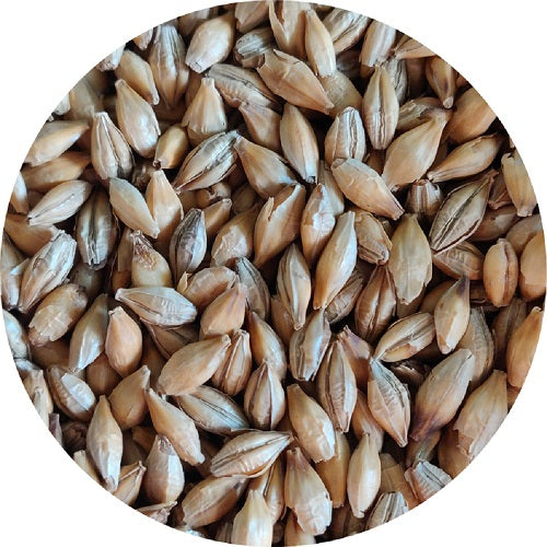 MALLOKUP CHIT MALT