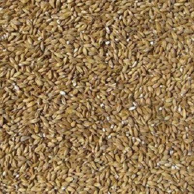 WY FLOOR MALTED BO PILSNER