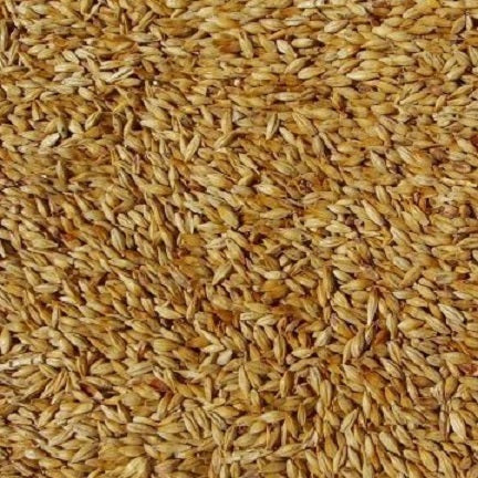 WY CARABELGE MALT 500gm