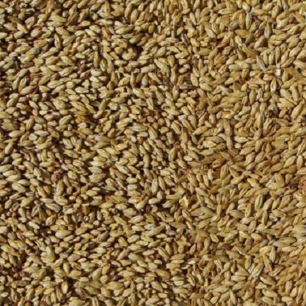 WY CARAAMBER MALT 500gm